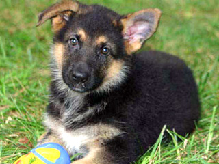 Китаец перегрыз горло собаке, которая напала на его щенка